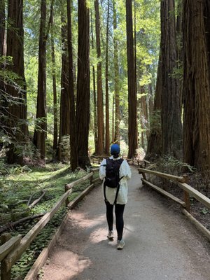 Muir Woods National Monument by null