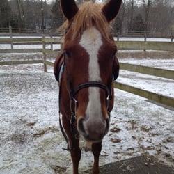 Pine Tree Equestrian Center