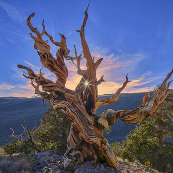William Carr Gallery - Methuselah - Oldest living tree - Art Galleries Near Me - Las Vegas, Nevada William Carr Gallery - Methuselah - Oldest living tree - Art Galleries Near Me - Las Vegas, Nevada