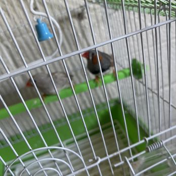 Tweety Brothers Pet Shop - The ones I brought home - Pet Groomers Near Me - Phoenix, Arizona