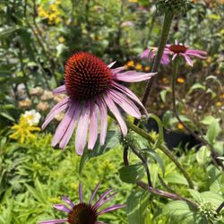 Pacific Nurseries