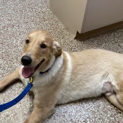 Concord Animal Hospital