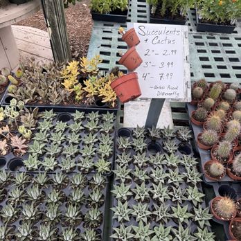 Willow Tree Nursery - Nurseries & Gardening Near Me - Saint Petersburg, Florida Willow Tree Nursery - Nurseries & Gardening Near Me - Saint Petersburg, Florida