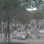 Photo of Panteón Municipal #10