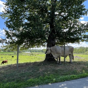 Castle Hill Farm - Cows - Farms Near Me - Newtown, Connecticut