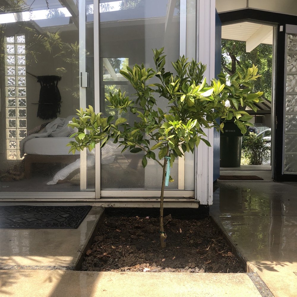 Our Washington naval tree