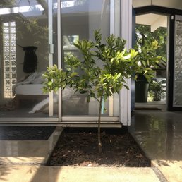 Our Washington naval tree