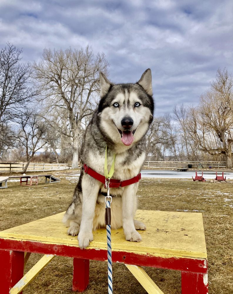 COTTONWOOD KENNELS Updated September 2024 64 Photos & 38 Reviews