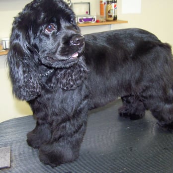 Bubbles and Bows Pet Spa - Pet Groomers Near Me - Rathdrum, Idaho Bubbles and Bows Pet Spa - Pet Groomers Near Me - Rathdrum, Idaho