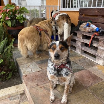 Missy's Mutt's, Meows and More - Dog Walkers Near Me Missy's Mutt's, Meows and More - Dog Walkers Near Me