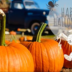 Kernersville Pumpkins & Christmas Trees