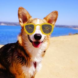 Sunny Pets