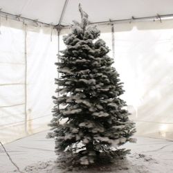 Enchanted Country Trees - Green Mountain