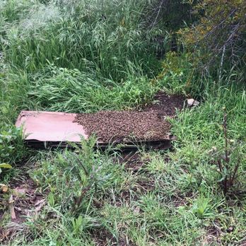 Bee Free Bee Removal - Pest Control Near Me Bee Free Bee Removal - Pest Control Near Me