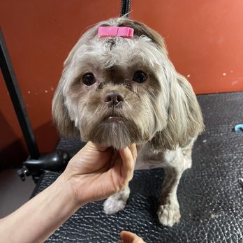 in house pet grooming