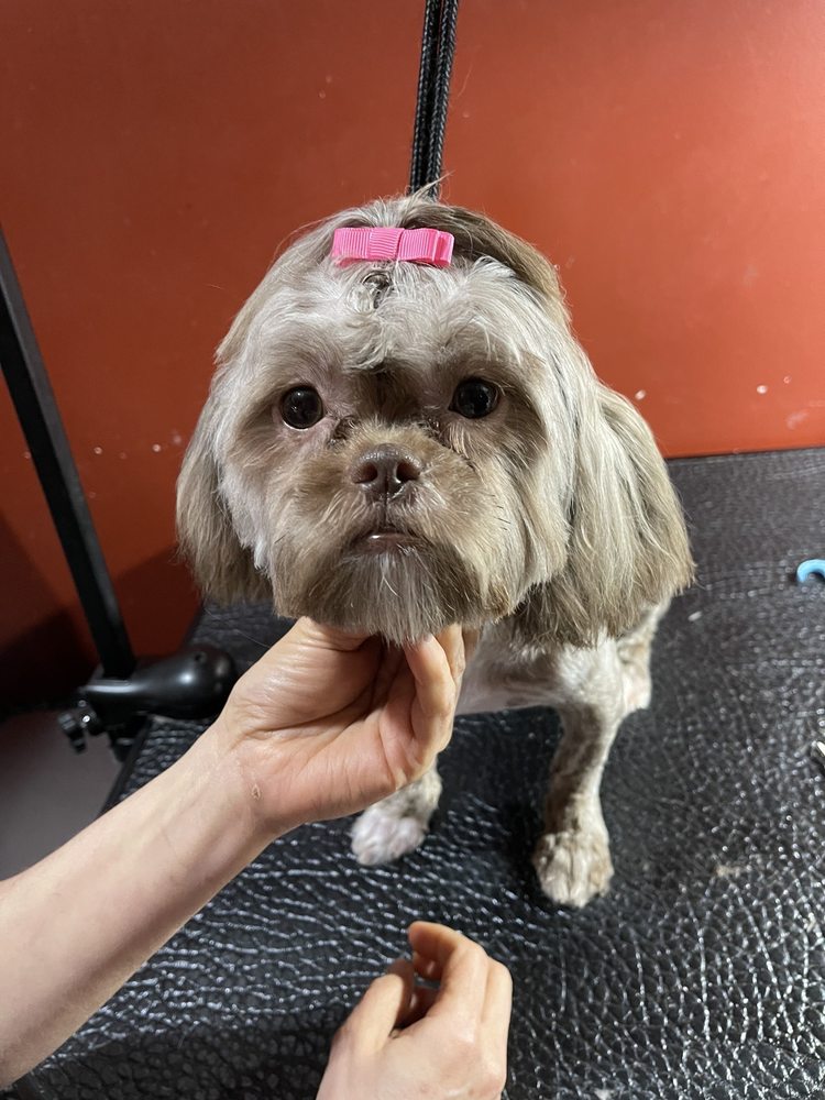 HOUSE PET GROOMING AND TRAINER Updated October 2024 41 Photos