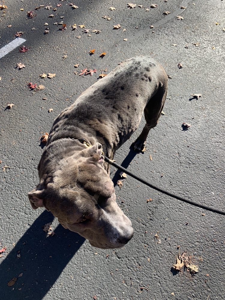 EMERGENCY VETERINARY CLINIC OF TUALATIN Updated September 2024 86