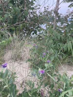 Crab Meadow Beach by null
