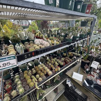 East Bay Nursery - So many succulents!! - Nurseries & Gardening Near Me - Berkeley, California