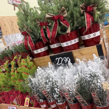 Trader Joe's - Holidays plants - Grocery Near Me - Pleasanton, California