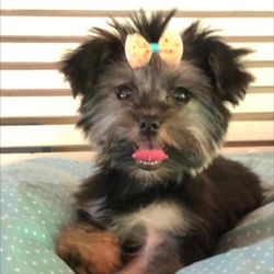 Danville Animal Clinic - This is Riley Grace she's a sweet heart.