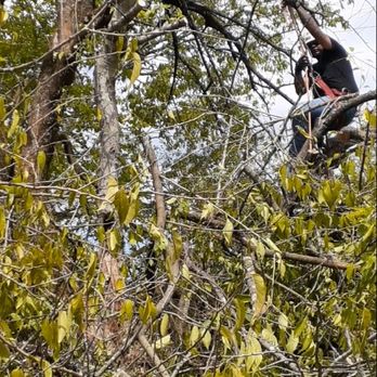 Ortiz Tree Champions - Tree Services Near Me Ortiz Tree Champions - Tree Services Near Me