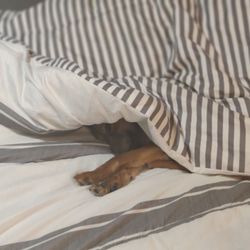 dd's DISCOUNTS - Hi I am Remington. Napping in the comforter my mommy and daddy purchased at DD's Discount's, is my warmest place to rest