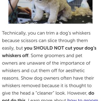 Alex's Pet Grooming Services - Again, more articles - Pet Groomers Near Me - Los Angeles, California Alex's Pet Grooming Services - Again, more articles - Pet Groomers Near Me - Los Angeles, California
