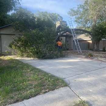Earths Finest Tree Services - a man on a ladder trimming a tree - Landscaping Near Me - San Antonio, Texas Earths Finest Tree Services - a man on a ladder trimming a tree - Landscaping Near Me - San Antonio, Texas