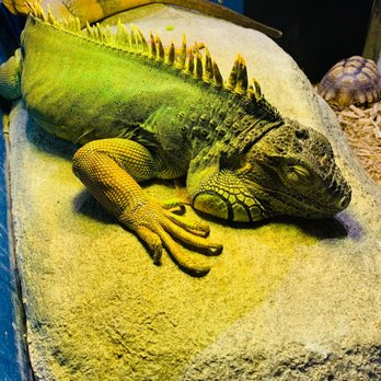 Austin Aquarium - Iguana - Aquariums Near Me - Austin, Texas Austin Aquarium - Iguana - Aquariums Near Me - Austin, Texas