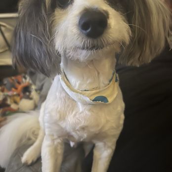 Dog Crafters - Pet Groomers Near Me - St. Petersburg, Florida