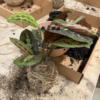 PlantHouse - Kokedamas post class - Nurseries & Gardening Near Me - Richmond, Virginia