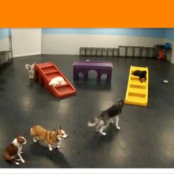 dogtopia cameras