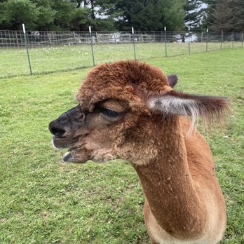 Alpaca Acres Farm and Fun - Attraction Farms Near Me - Oakland, Maryland