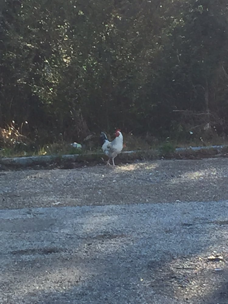 EXXON Updated October 2024 6436 Hwy 57, Ocean Springs, Mississippi