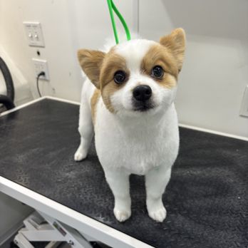 Rebecca’s Grooming - Pet Groomers Near Me - Garland, Texas Rebecca’s Grooming - Pet Groomers Near Me - Garland, Texas