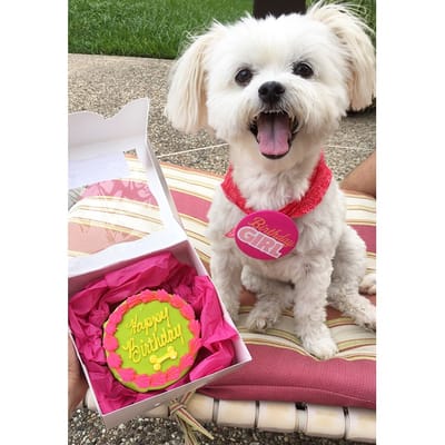 jackson's place dog daycare