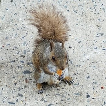 A to Z Pest Control & Termite - Pest Control Near Me - Jackson, New Jersey A to Z Pest Control & Termite - Pest Control Near Me - Jackson, New Jersey