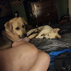 Greenville Animal Clinic & Hospital - This is Kolby, and patient of Dr.Nipper's
