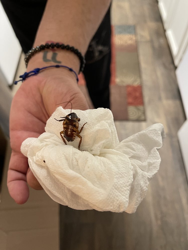 BUNGALOW OAKS APARTMENTS Updated August 2024 13418 Dottie Dr, Tampa