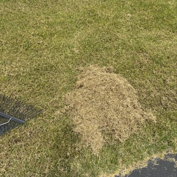 Big Mac's Lawn Service - Dead Grass Pile from about a square 2 feet. - Lawn Services Near Me Big Mac's Lawn Service - Dead Grass Pile from about a square 2 feet. - Lawn Services Near Me