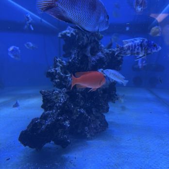 Darrell's Aquarium - Fishessss - Aquariums Near Me - Lakeland, Florida