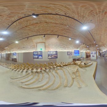 Museo Paleontologico - Museo Paleontologico Balena Emanuele Scola Asti Fotografo 360 - Museums Near Me - Asti, AT