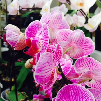 Sky Nursery - Orchids from the hot house - Nurseries & Gardening Near Me - Shoreline, Washington Sky Nursery - Orchids from the hot house - Nurseries & Gardening Near Me - Shoreline, Washington