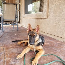 I Love Your Dog Pet Services - Zues.