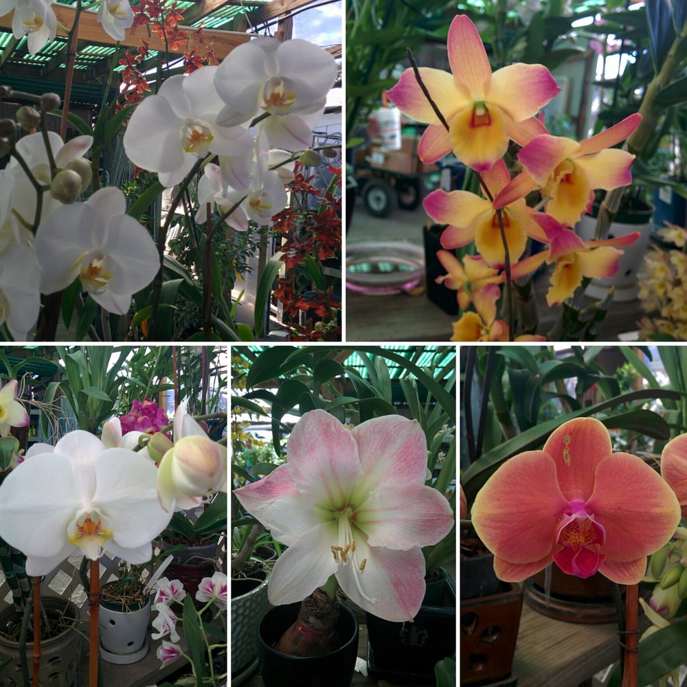 JRN Nursery - Orchids & lily by the checkout register. - Nurseries & Gardening Near Me - Houston, Texas JRN Nursery - Orchids & lily by the checkout register. - Nurseries & Gardening Near Me - Houston, Texas