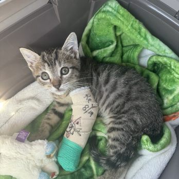 Sunset Veterinary Center - Remi splinted by Dr An and his team. - Veterinarians Near Me - Diamond Bar, California