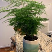 A FEW GREEN LEAVES - Updated December 2025 - 10 Photos - 8401