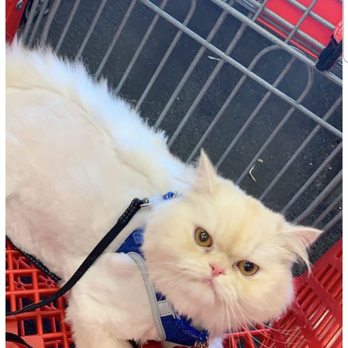 Fur Babies Pet Salon - Another angle of the cut. - Pet Groomers Near Me - Apple Valley, California
