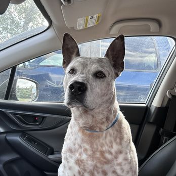 Whitestone Animal Hospital - Veterinarians Near Me - Cedar Park, Texas Whitestone Animal Hospital - Veterinarians Near Me - Cedar Park, Texas